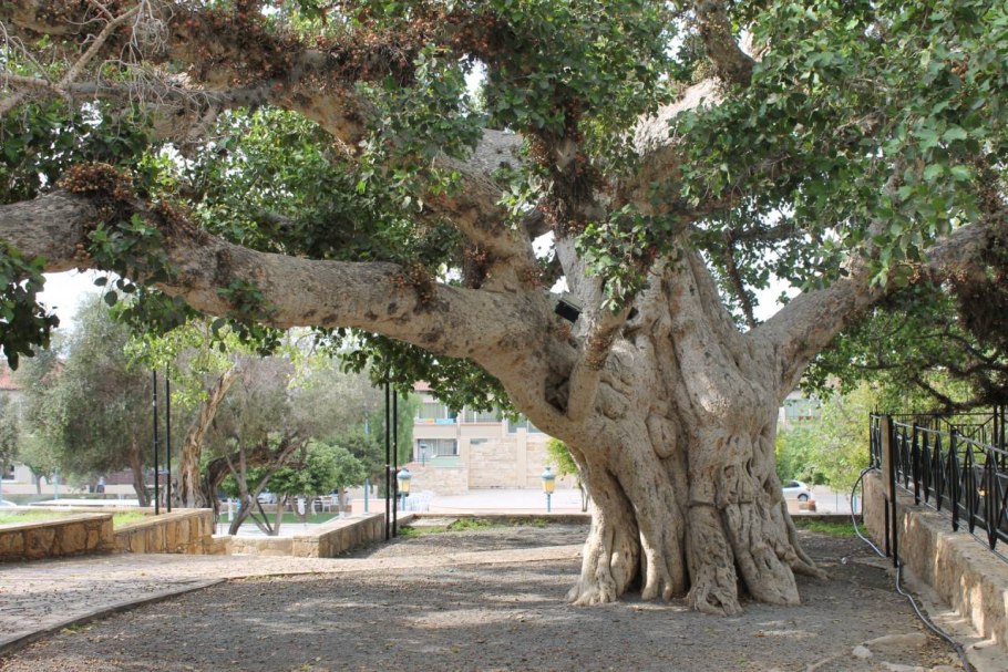 Смоковница Закхея