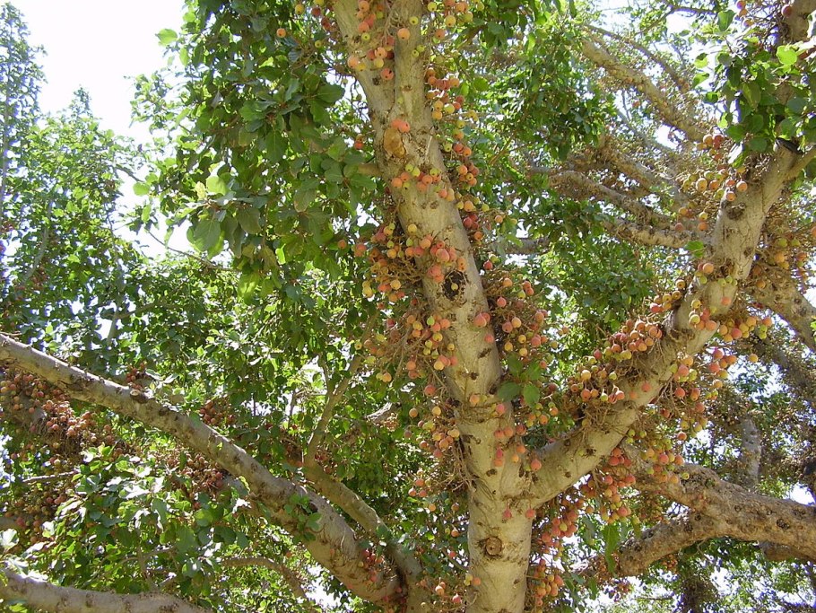 Плоды сикомора