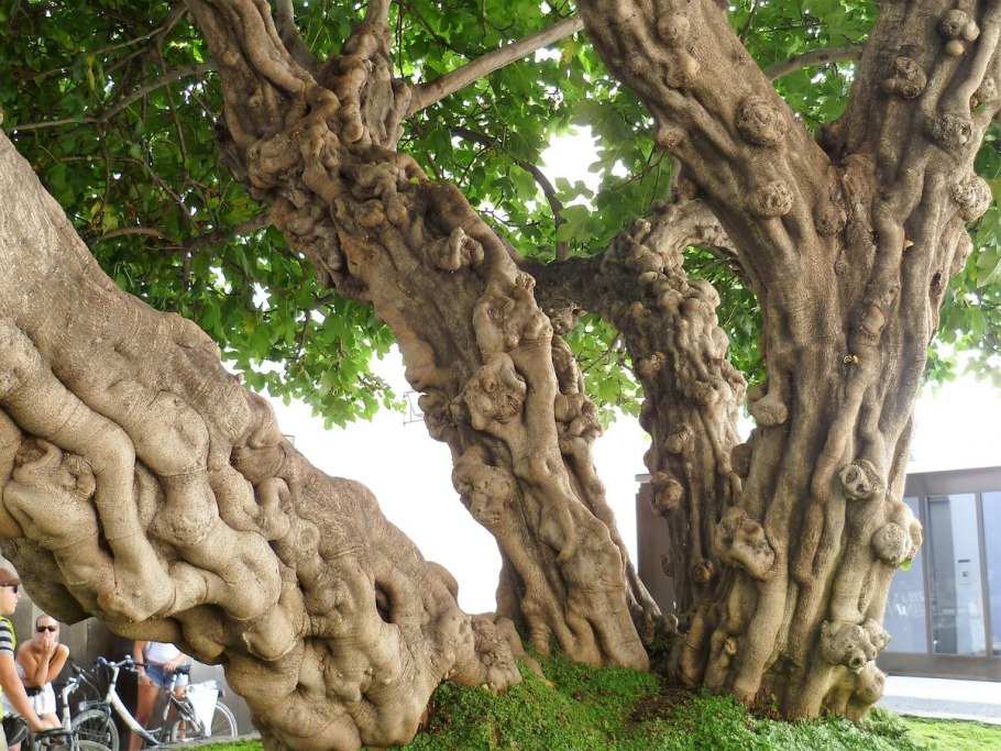 Сикомор, смоковница