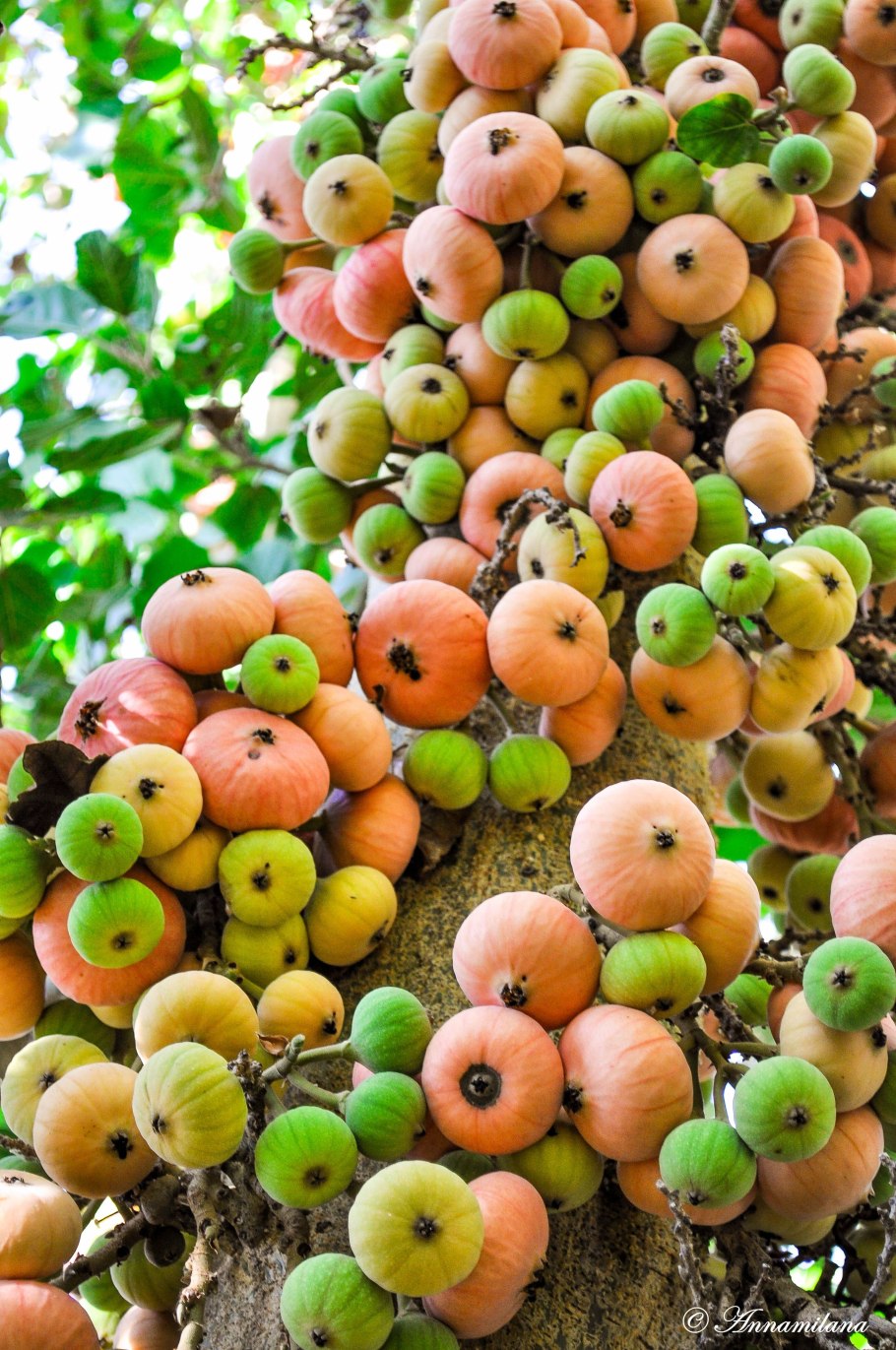 Сикоморы Африка