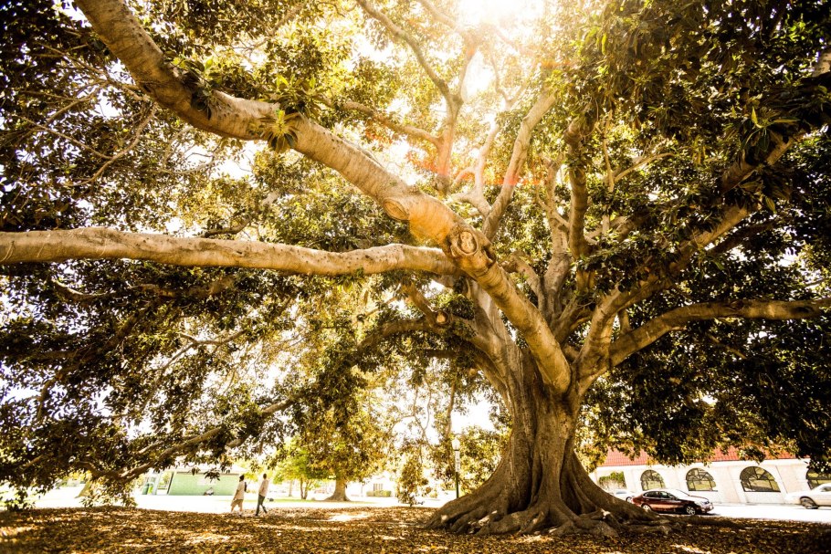 Фикус сикомор