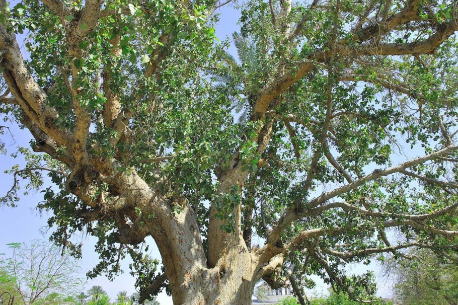 Сикомора дерево цветение