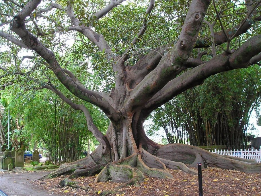 Сикомор, смоковница