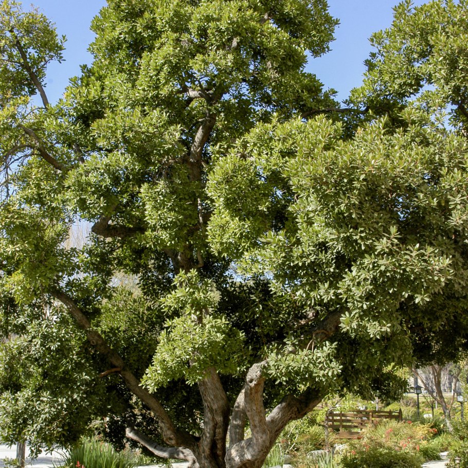 Ficus sycomorus фикус сикомора