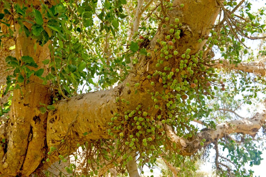 Сикомор, смоковница