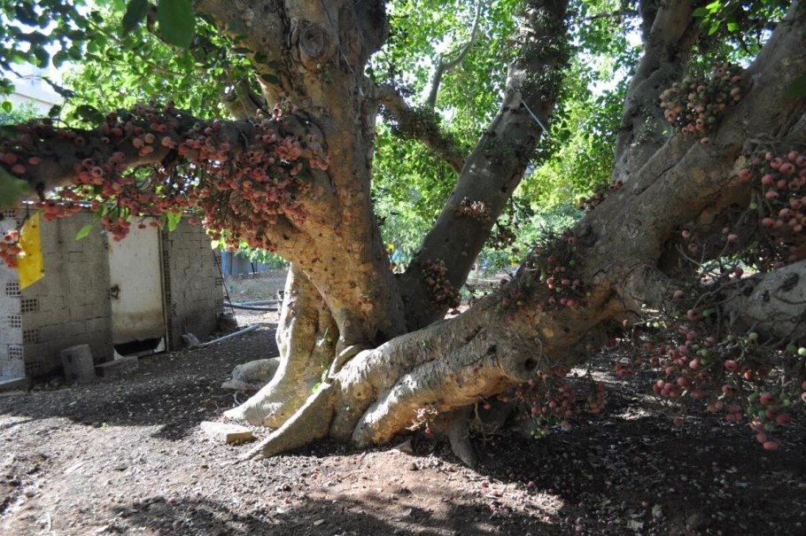 Фикус дерево Израиль