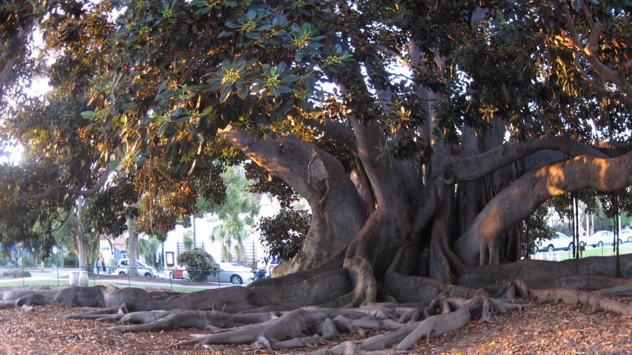 Сикомора дерево Северная Америка