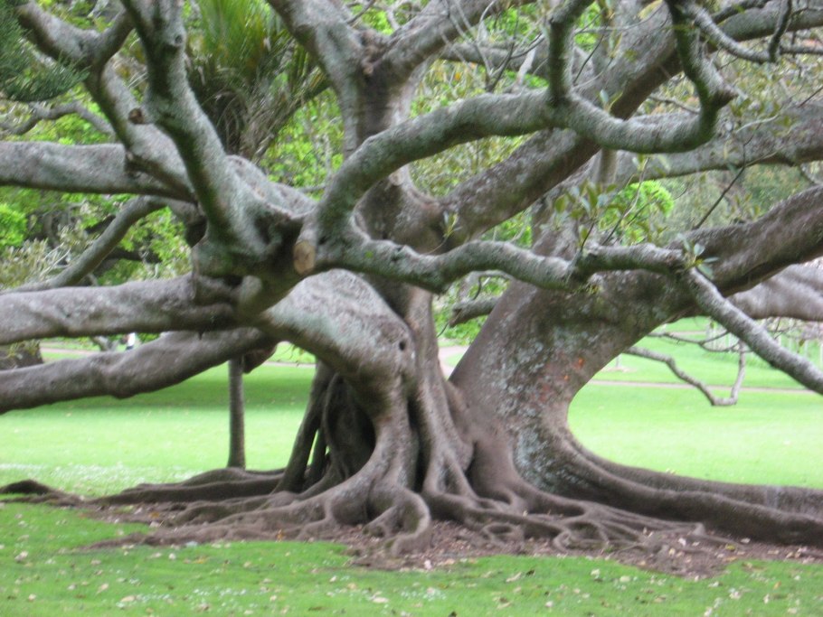Смоковница дерево