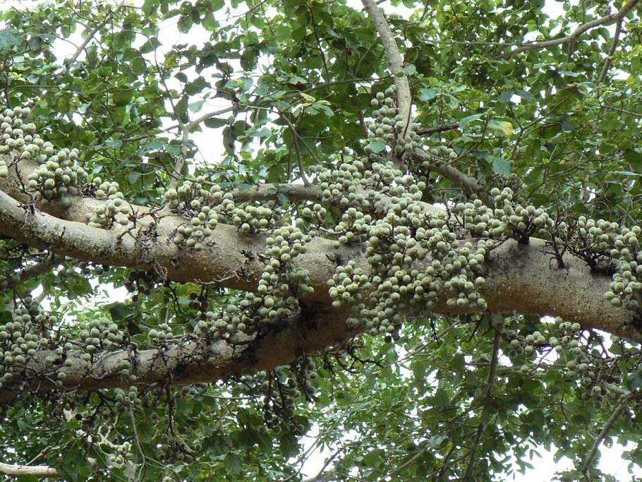 Эритрея дерево сикомора