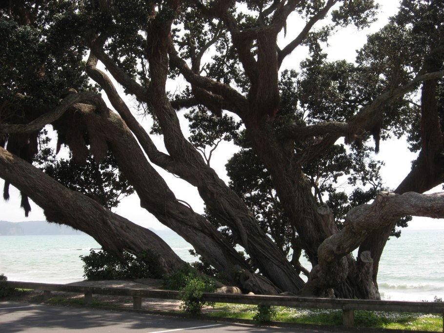 Платан сикомор