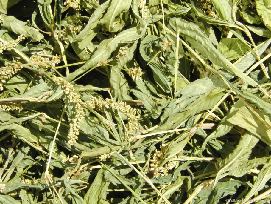 Горец почечуйный