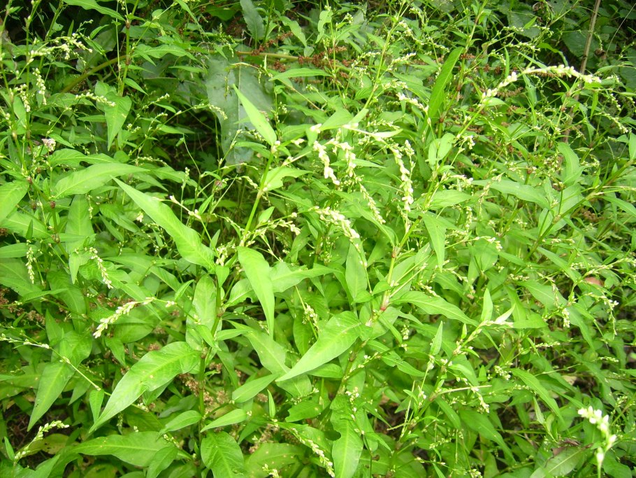 Горец перечный семена