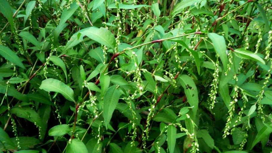 Горец перечный цветок