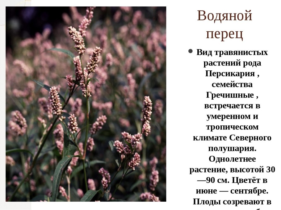 Горец перечный жилкование