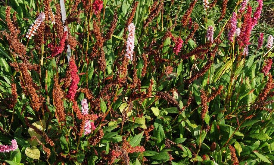 Горец перечный - Polygonum hydropiper