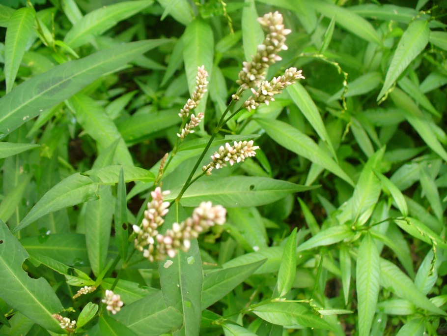Водяной перец (Polygonum hydropiper)