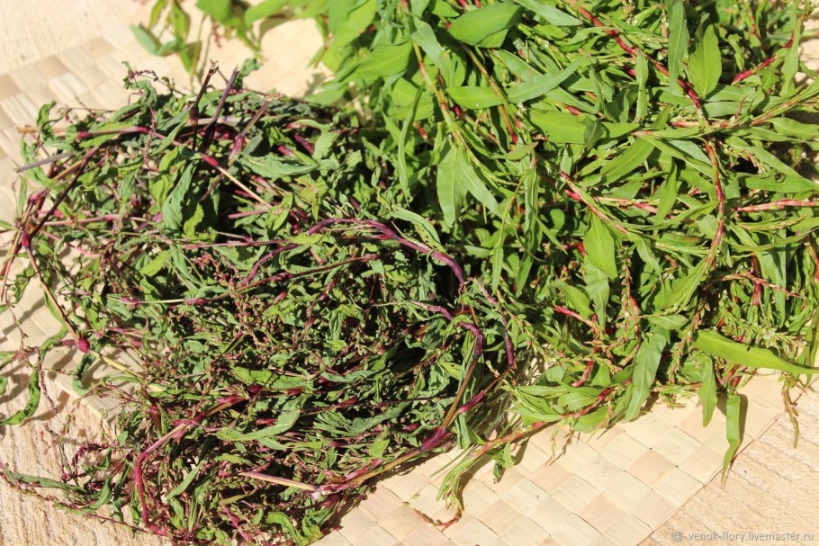 Горец перечный