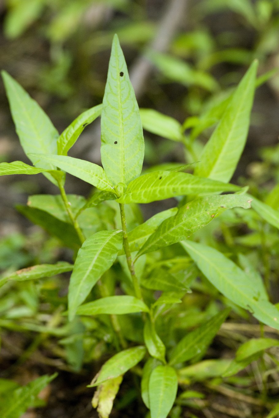 Горец перечный - Polygonum hydropiper