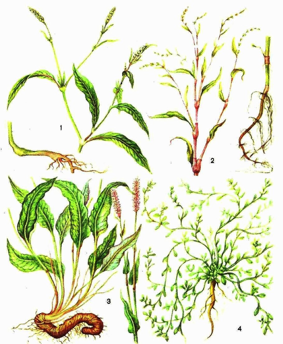 Горец почечуйный растение