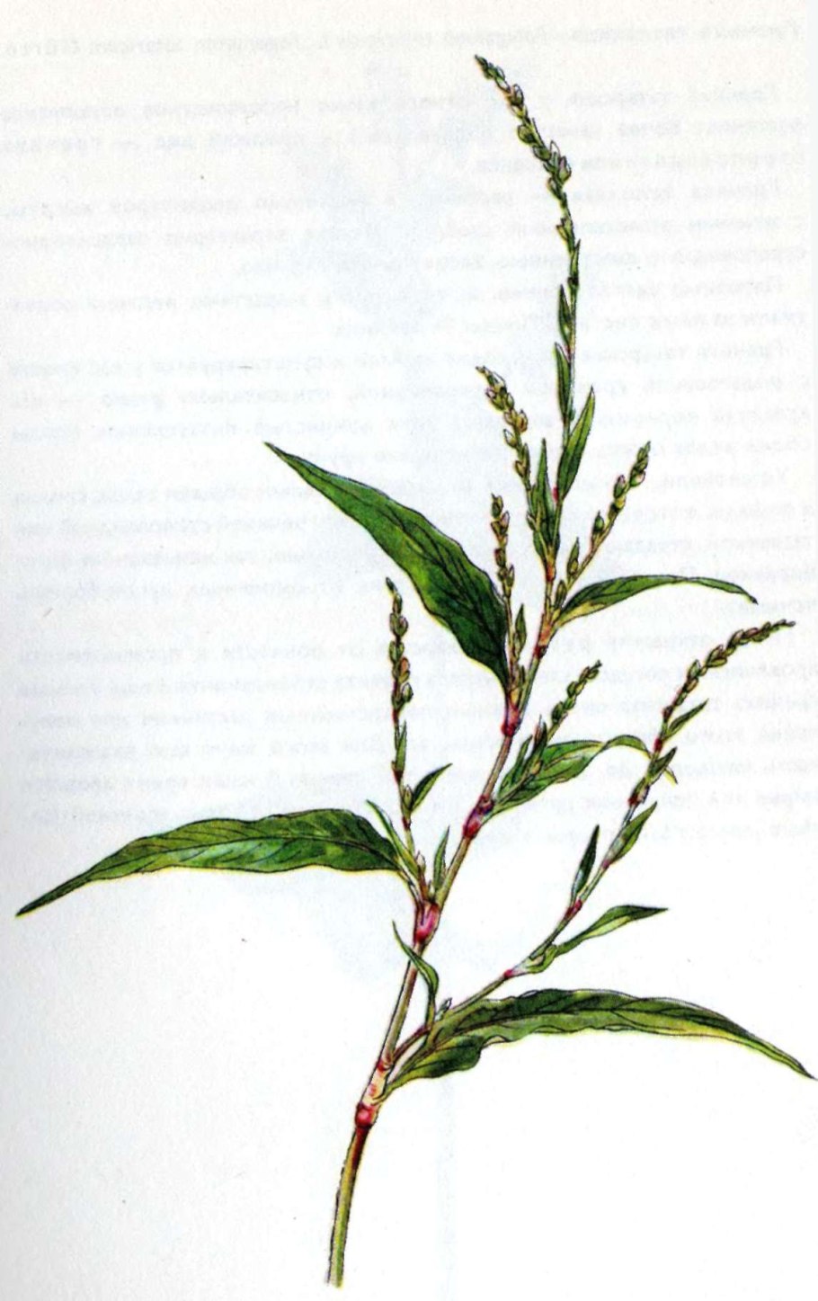 Горец перечный - Polygonum hydropiper