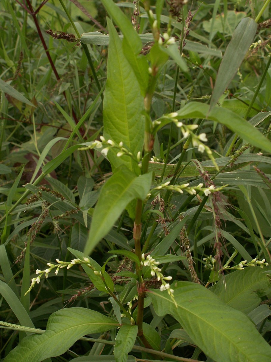 Горец перечный – Persicaria hydropiper