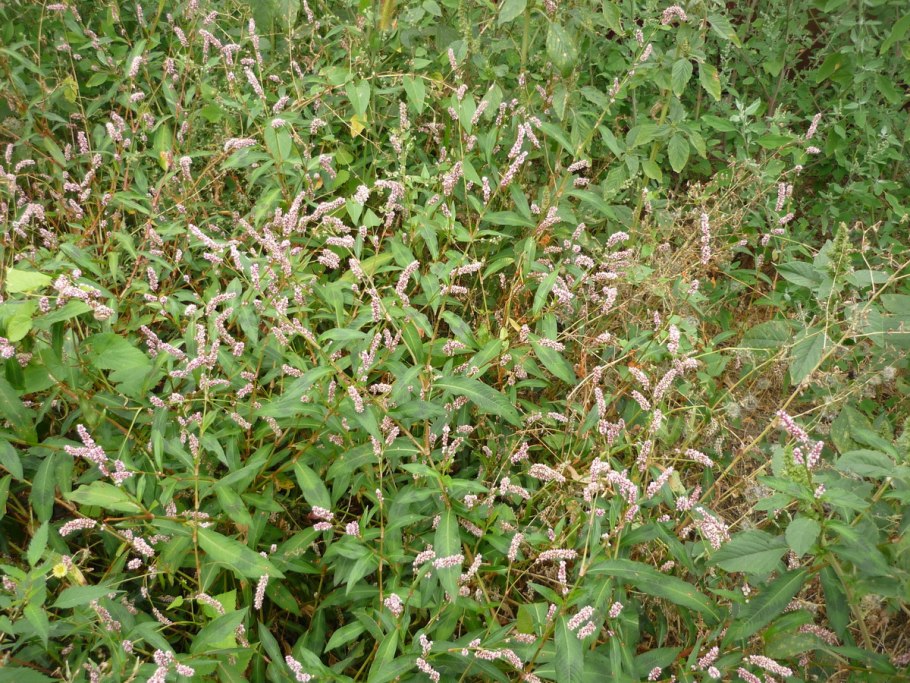 Водяной перец (Polygonum hydropiper)