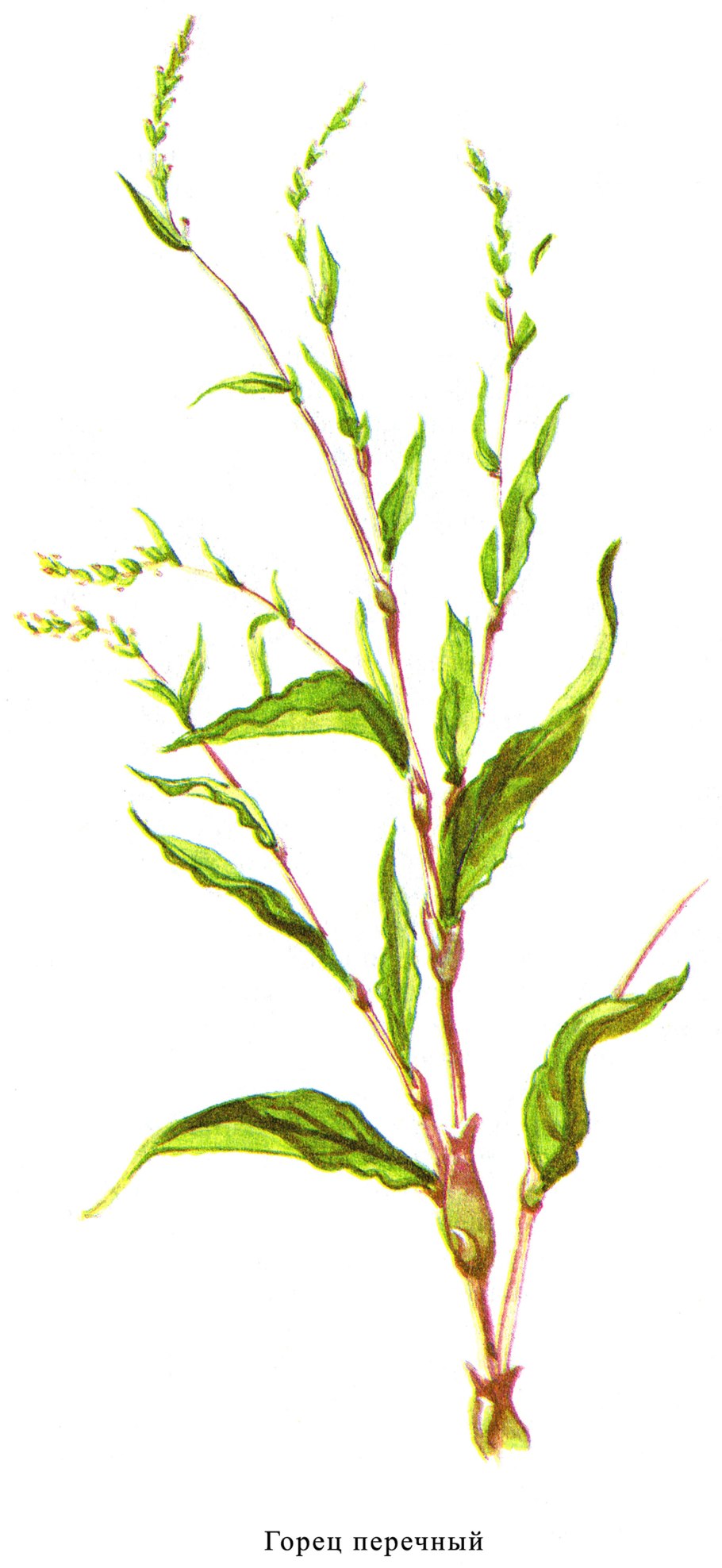 Трава горца перечного