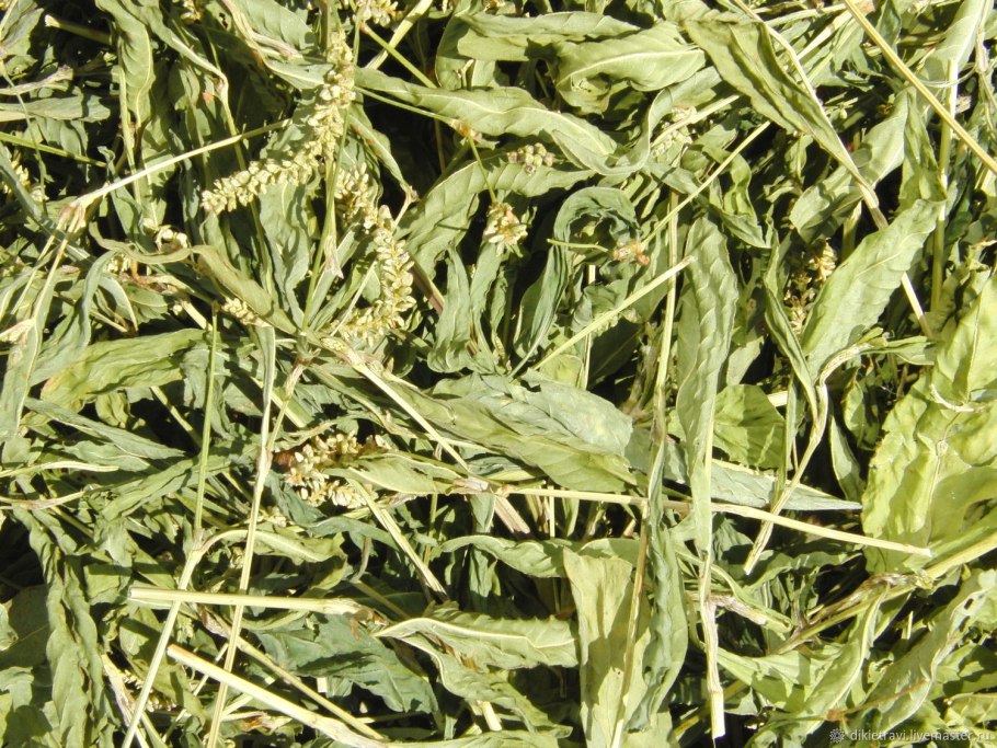 Горец перечный - Polygonum hydropiper