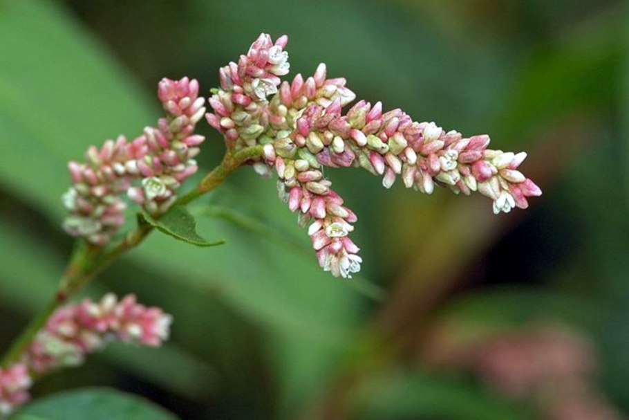 Водяной перец (Polygonum hydropiper)