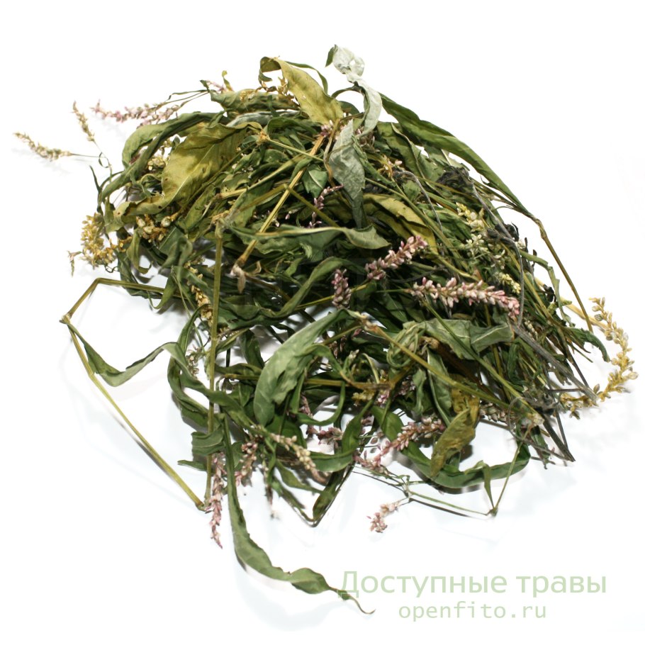 Горец перечный