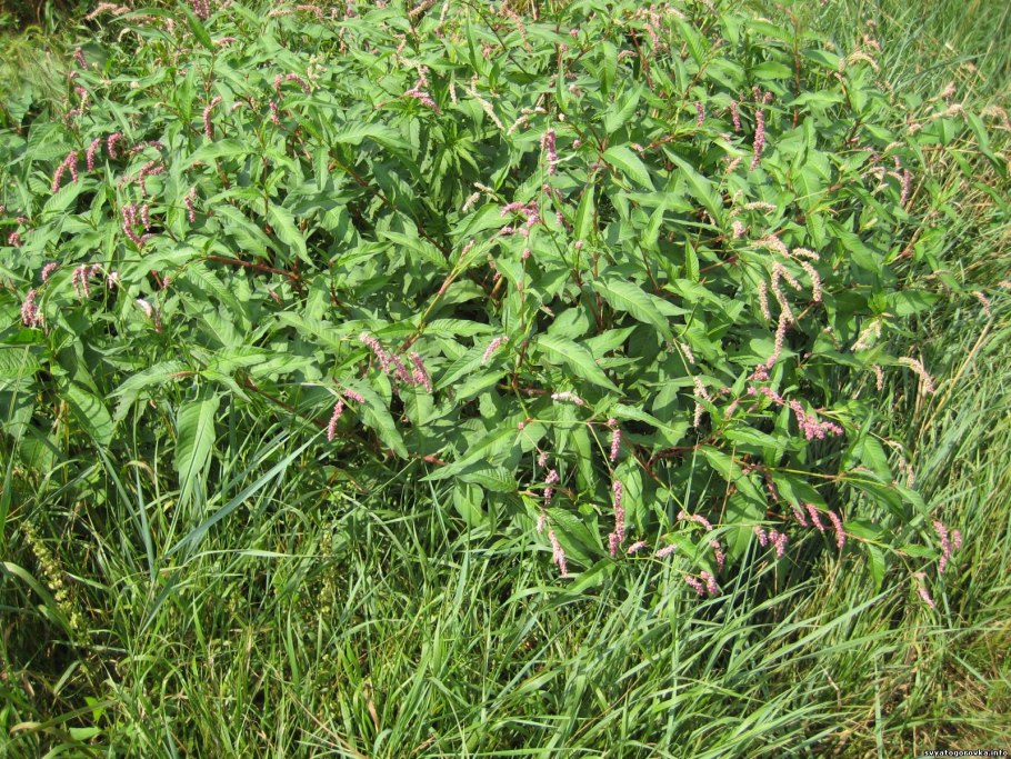 Горец почечуйный