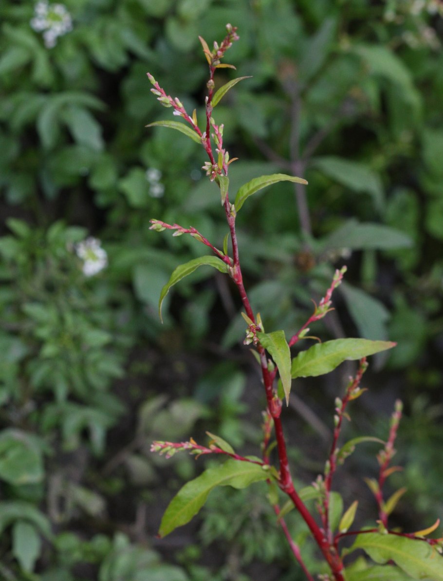 Горец почечуйный растение