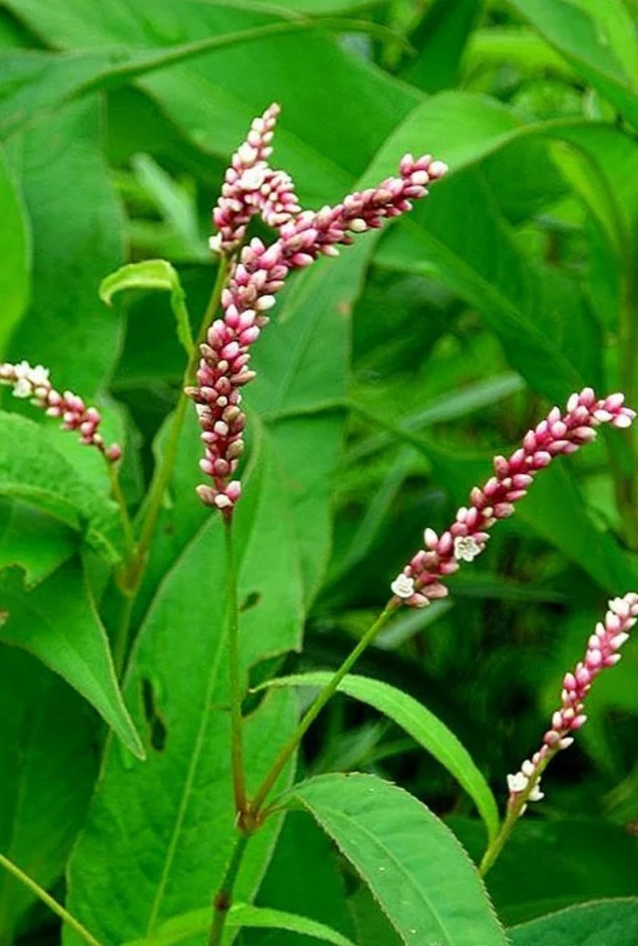 Водяной перец (Polygonum hydropiper)