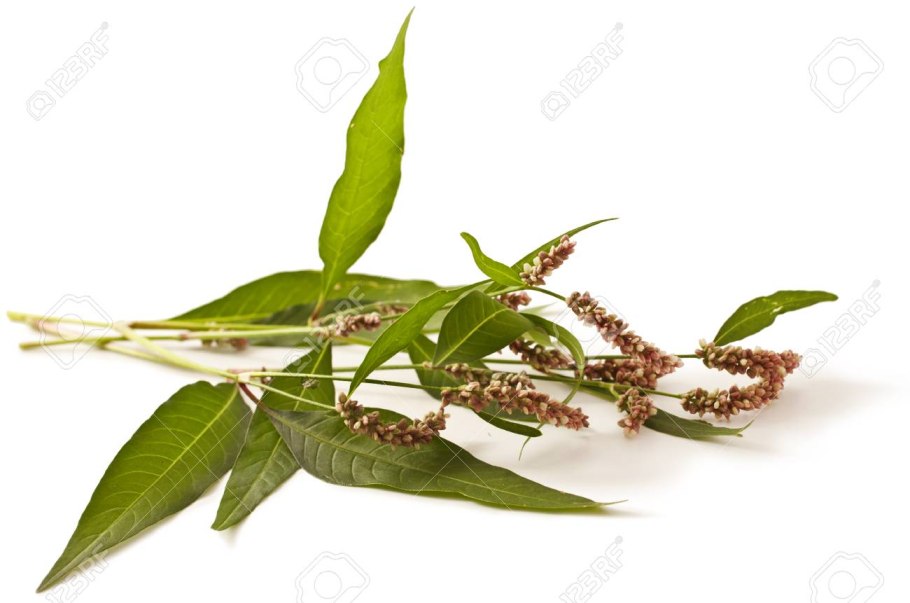 Трава горца перечного сырье