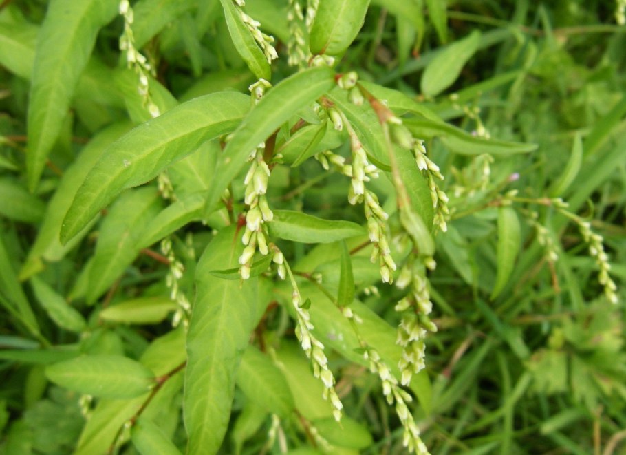 Водяной перец (Polygonum hydropiper)