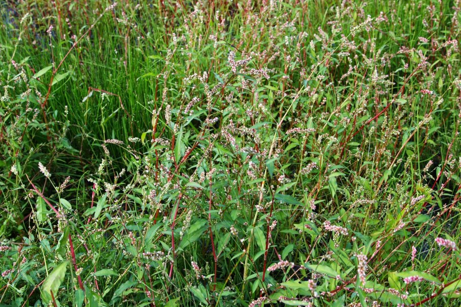 Водяной перец (Polygonum hydropiper)