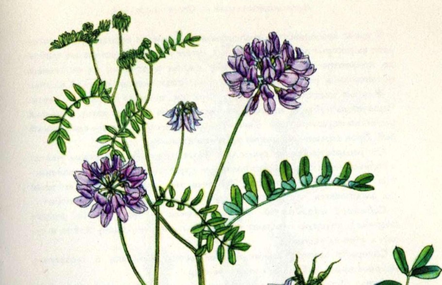 Вязель пестрый