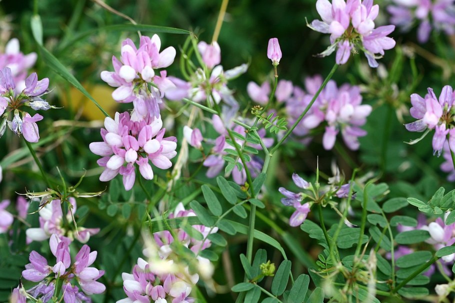 Вязель пестрый