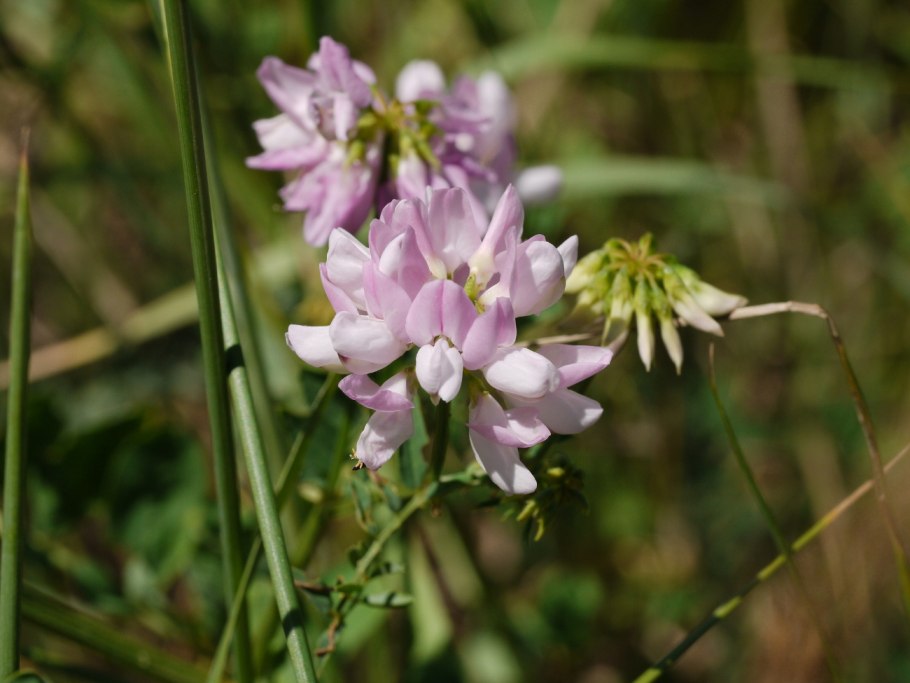 Вязель пестрый