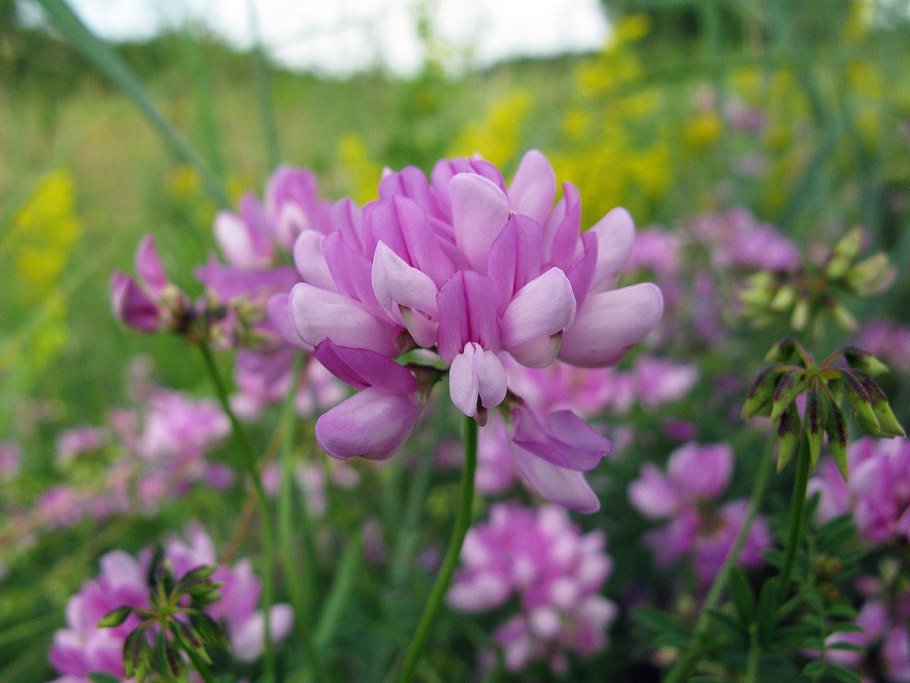 Gypsophila / гипсофила Pacifica