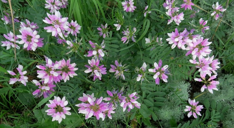 Вязель розовый Бриз