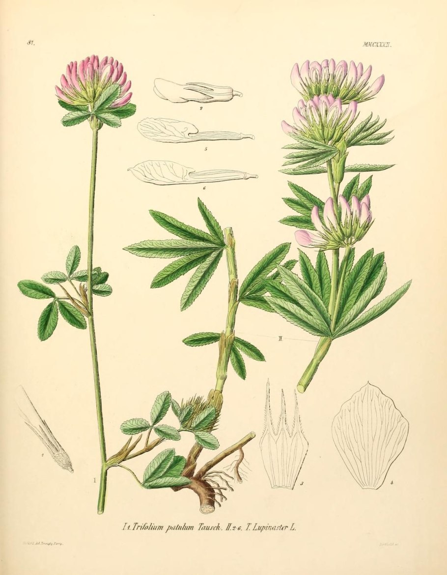 Вязель пестрый Coronilla Varia