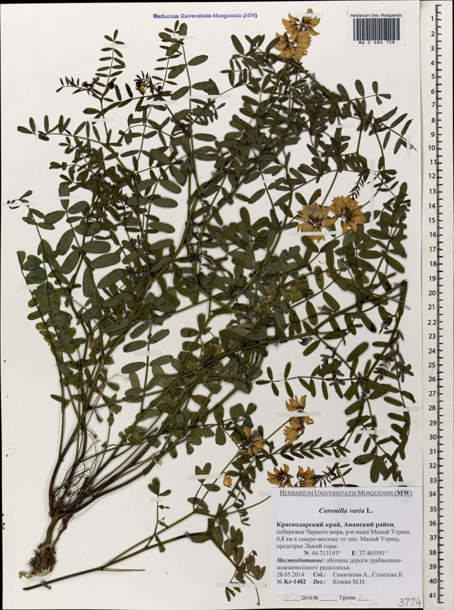 Вязель пестрый Ботаническая иллюстрация