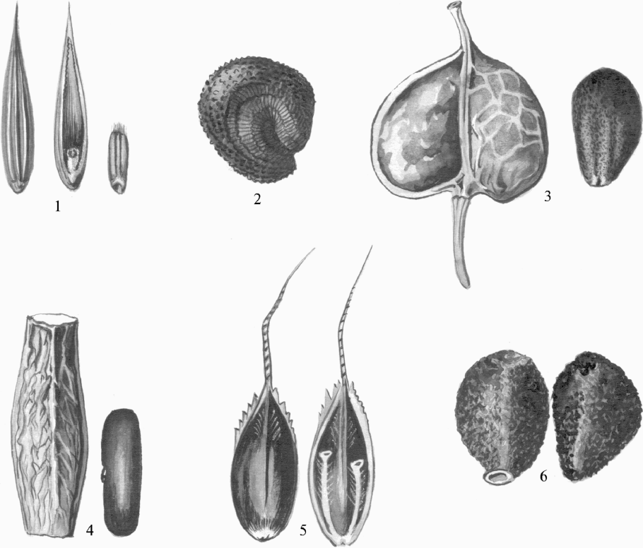 Вязель розовый