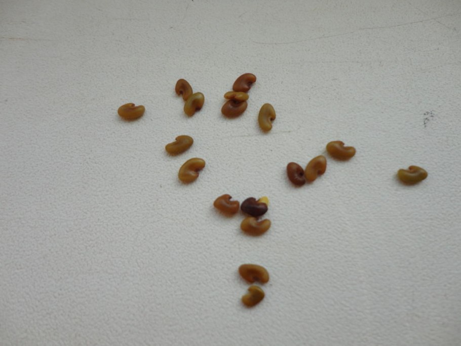 Цветок Вязель Янтарная пудра