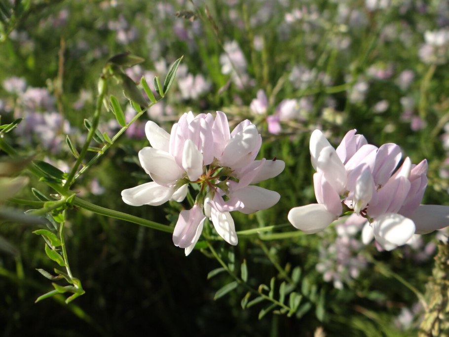 Вязель валенсийский glauca