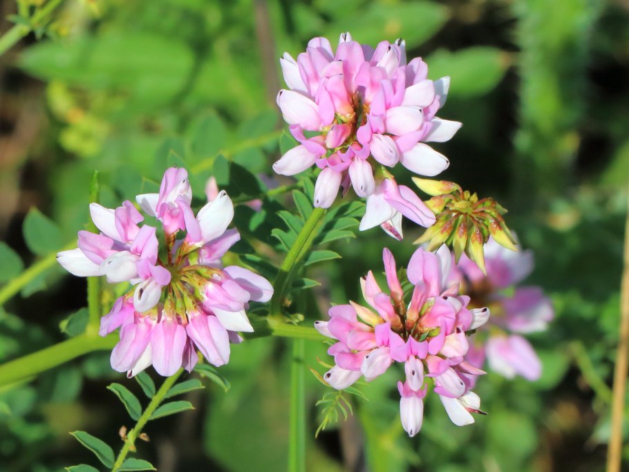 Вязель пестрый