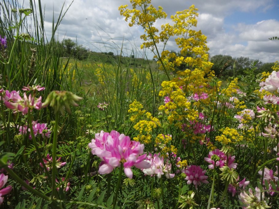 Вязель венец монарха многолетник