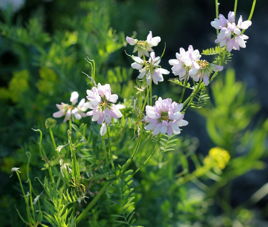 Coronilla Varia цветок