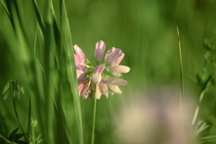 Вязель разноцветный (Coronilla Varia l.)